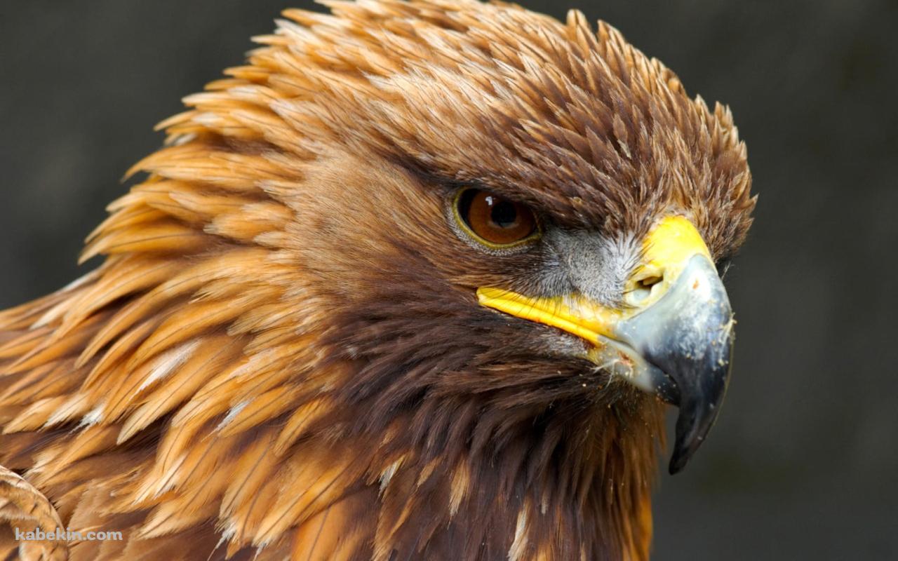 茶色の毛並みが美しい鷲の壁紙(1280px x 800px) 高画質 PC・デスクトップ用
