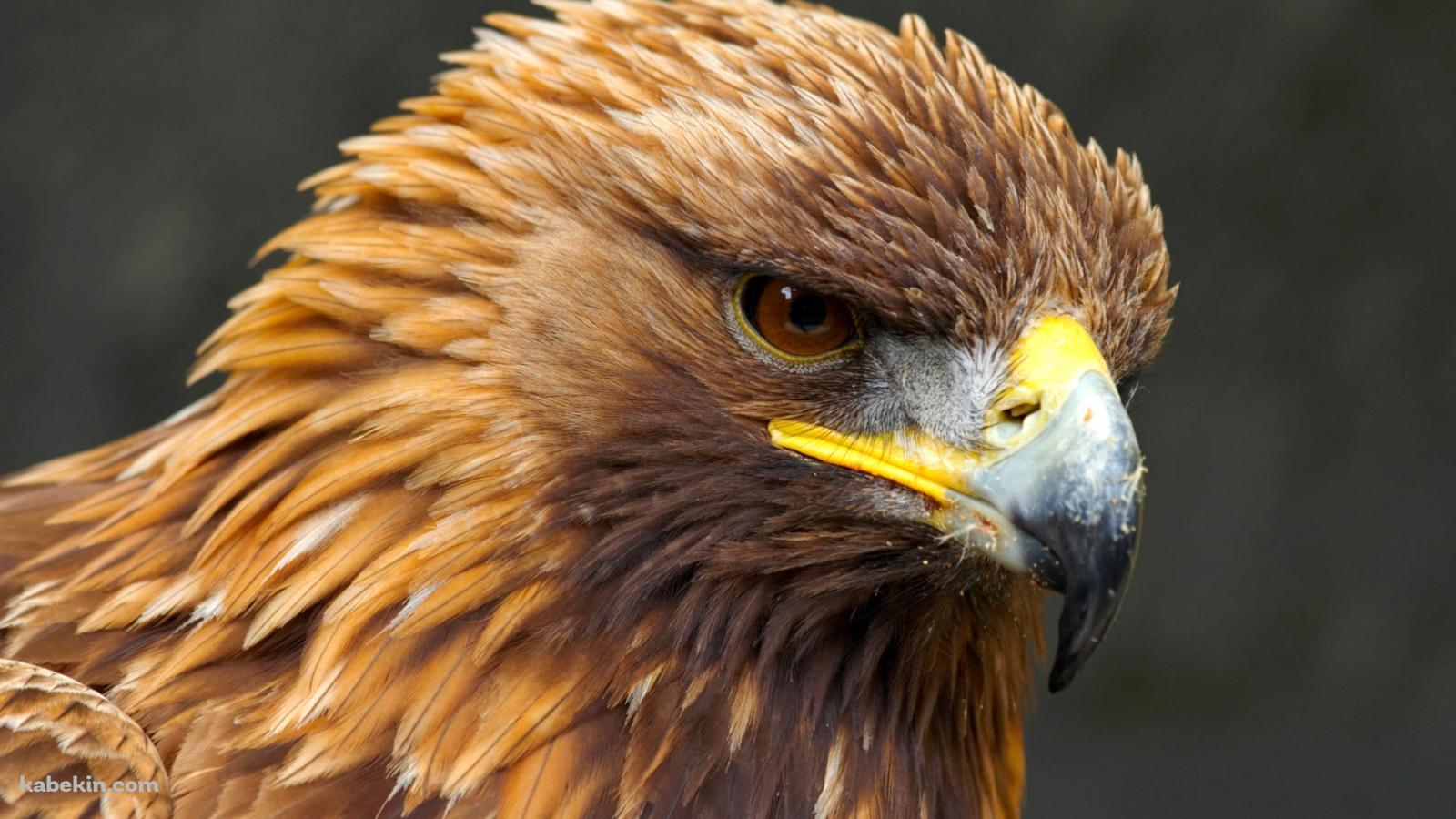 茶色の毛並みが美しい鷲の壁紙(1600px x 900px) 高画質 PC・デスクトップ用