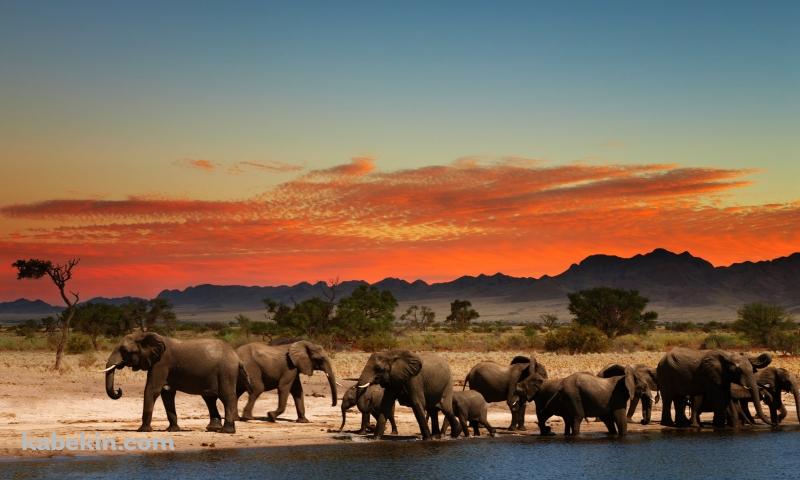夕暮れ時、水辺に集まる象の群れの壁紙(800px x 480px) 高画質 PC・デスクトップ用