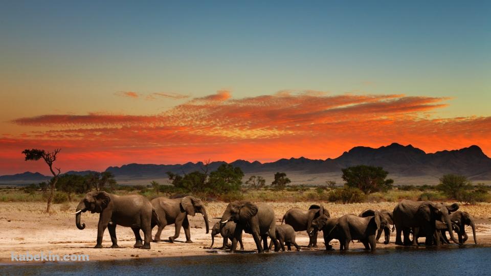 夕暮れ時、水辺に集まる象の群れの壁紙(960px x 540px) 高画質 PC・デスクトップ用