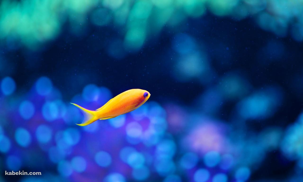 オレンジの小さな魚 / 熱帯魚の壁紙(1280px x 768px) 高画質 PC・デスクトップ用