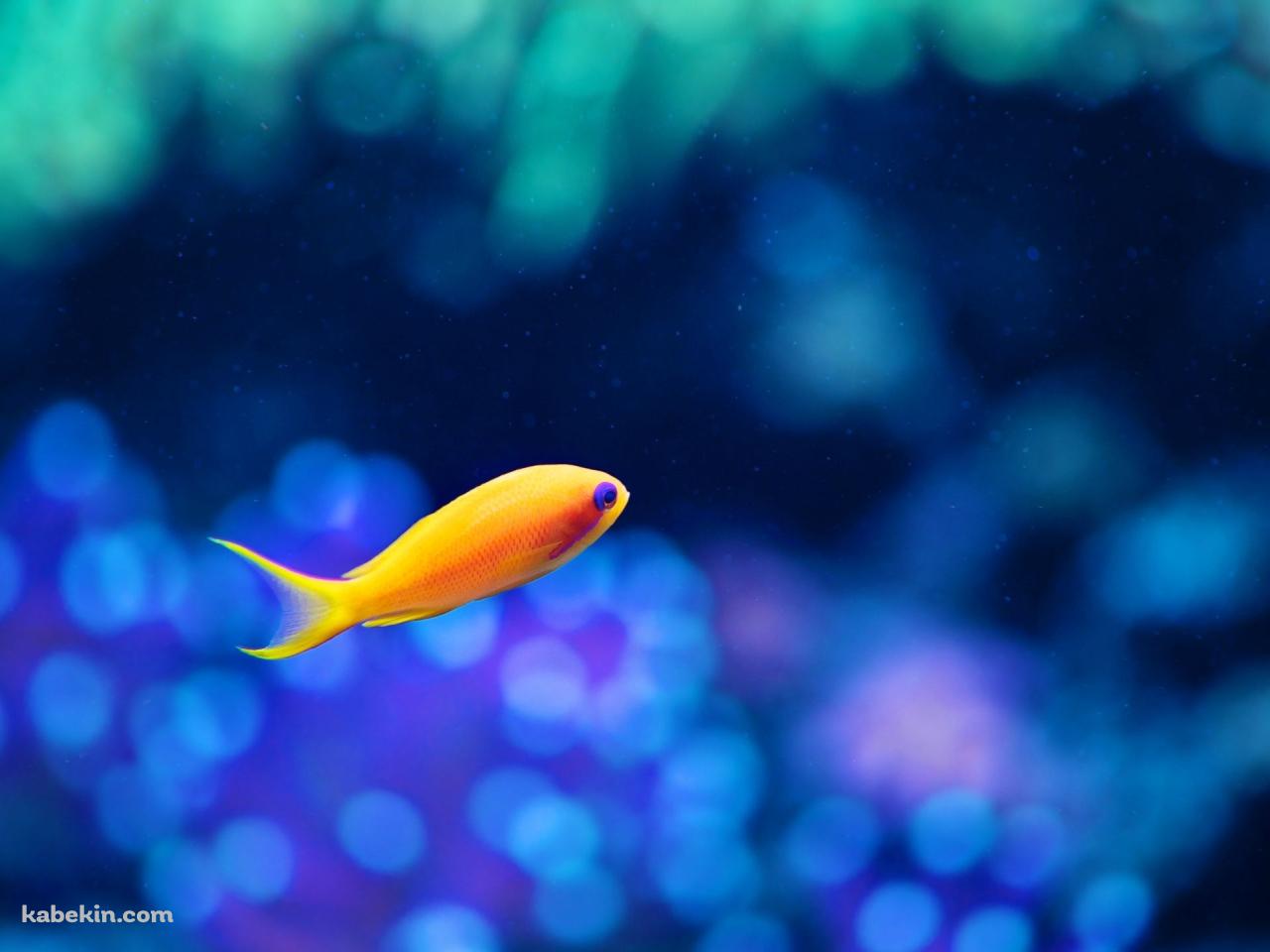 オレンジの小さな魚 / 熱帯魚の壁紙(1280px x 960px) 高画質 PC・デスクトップ用