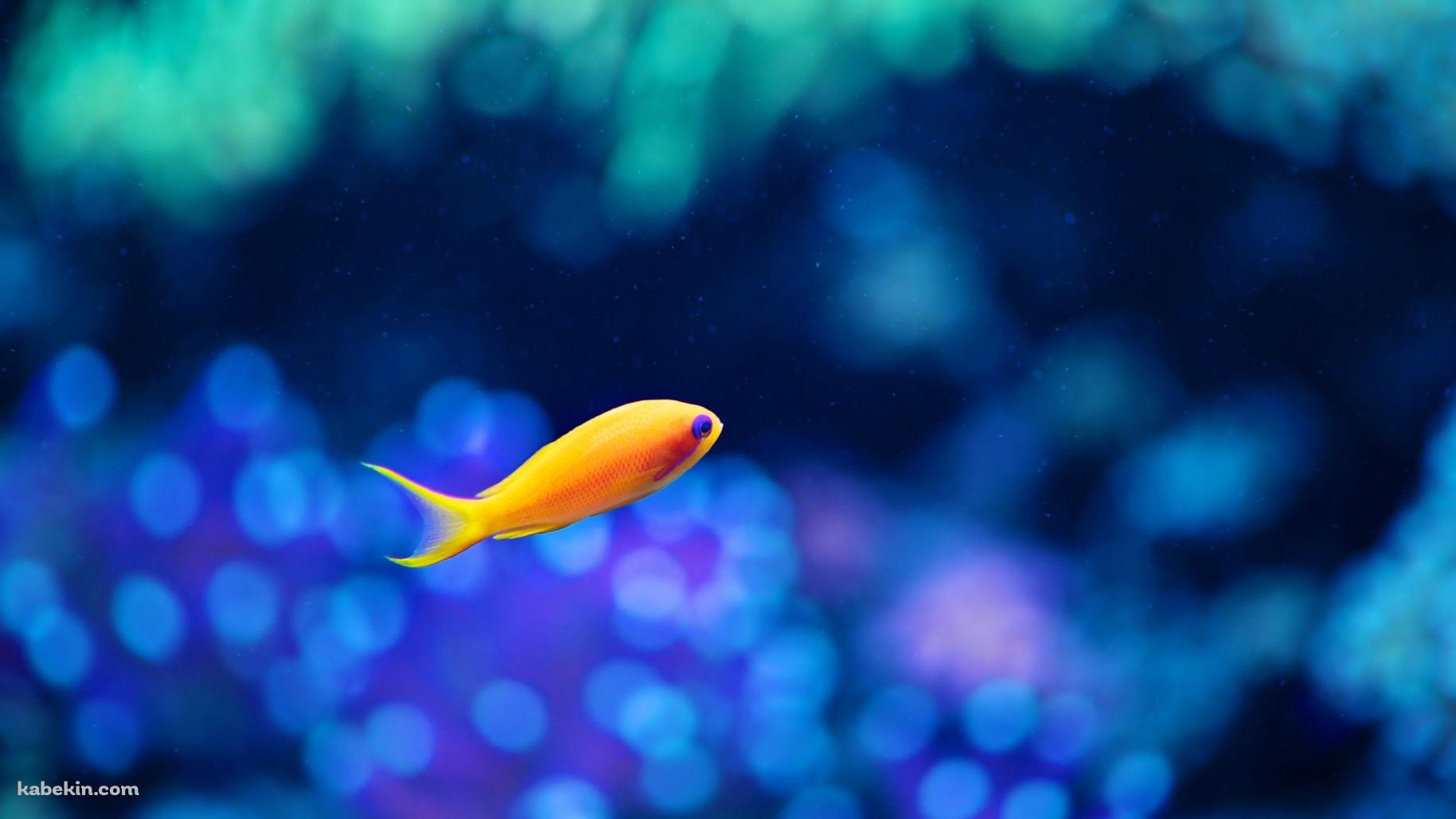 オレンジの小さな魚 / 熱帯魚の壁紙(1829px x 1029px) 高画質 PC・デスクトップ用