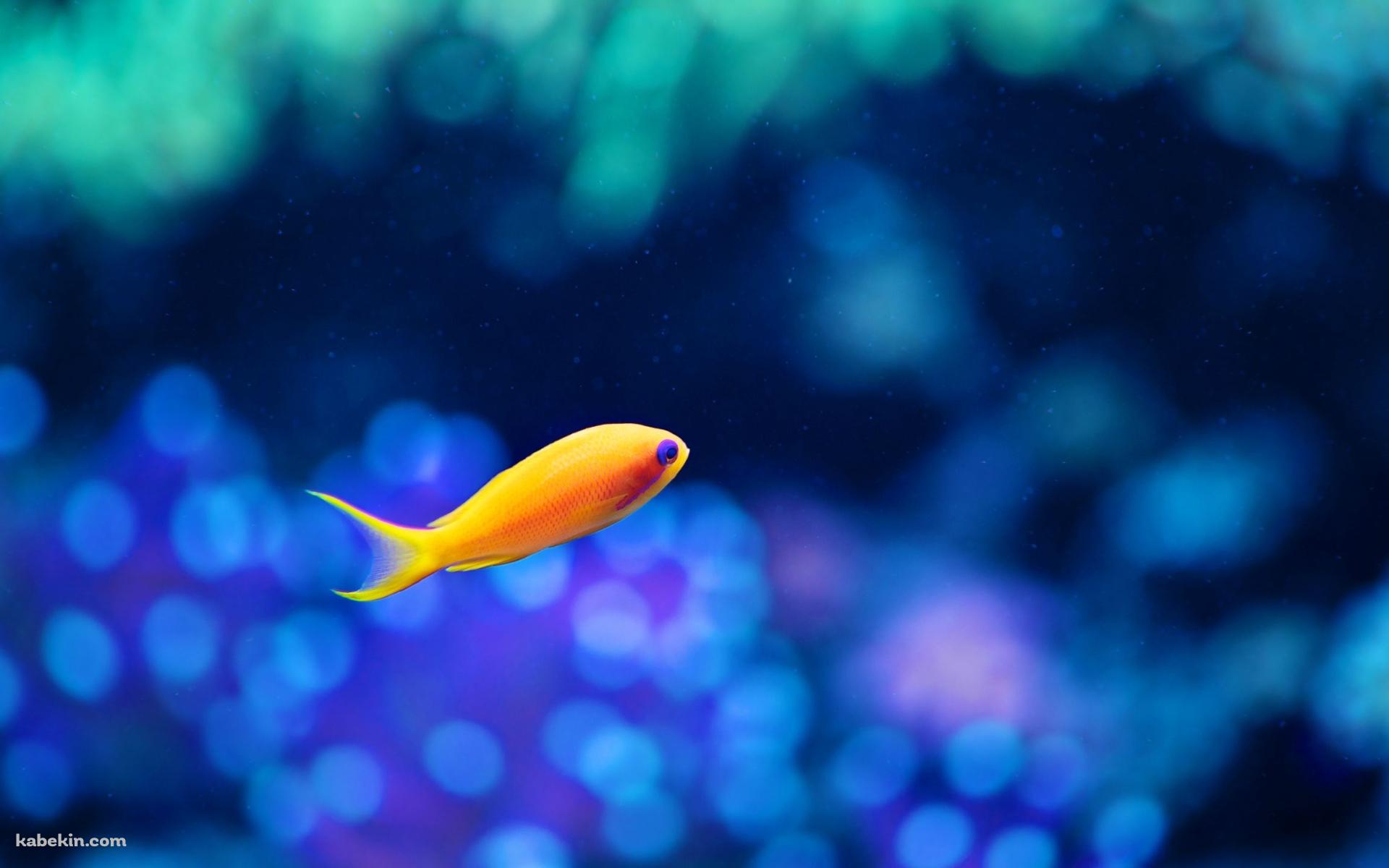 オレンジの小さな魚 / 熱帯魚の壁紙(1920px x 1200px) 高画質 PC・デスクトップ用