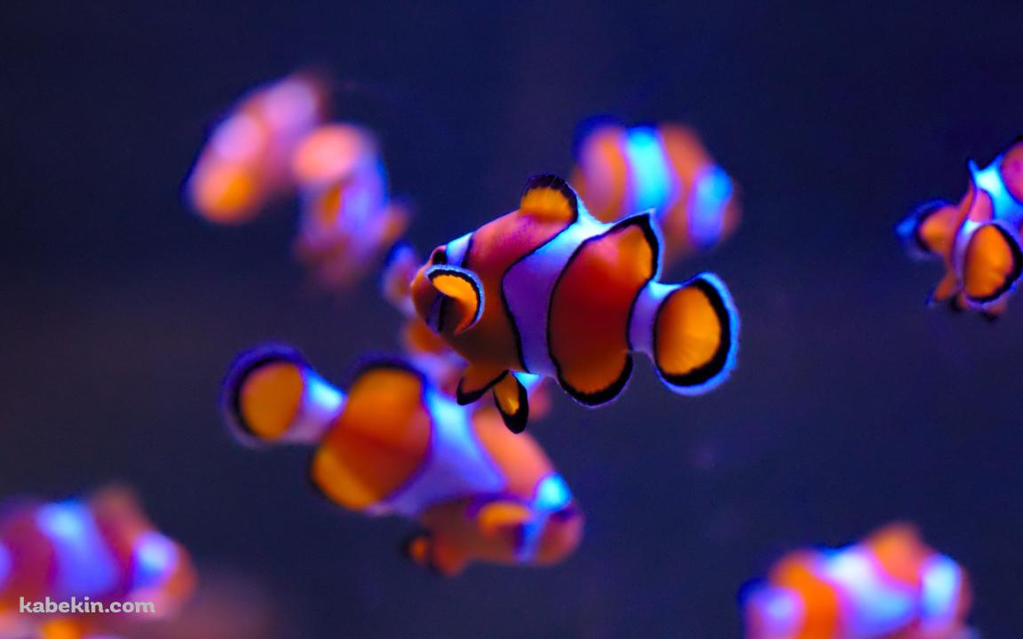 青白く光るクマノミの壁紙(1152px x 720px) 高画質 PC・デスクトップ用