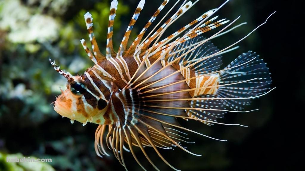 海中を泳ぐミノカサゴ / 熱帯魚 / 外来魚の壁紙(1024px x 576px) 高画質 PC・デスクトップ用