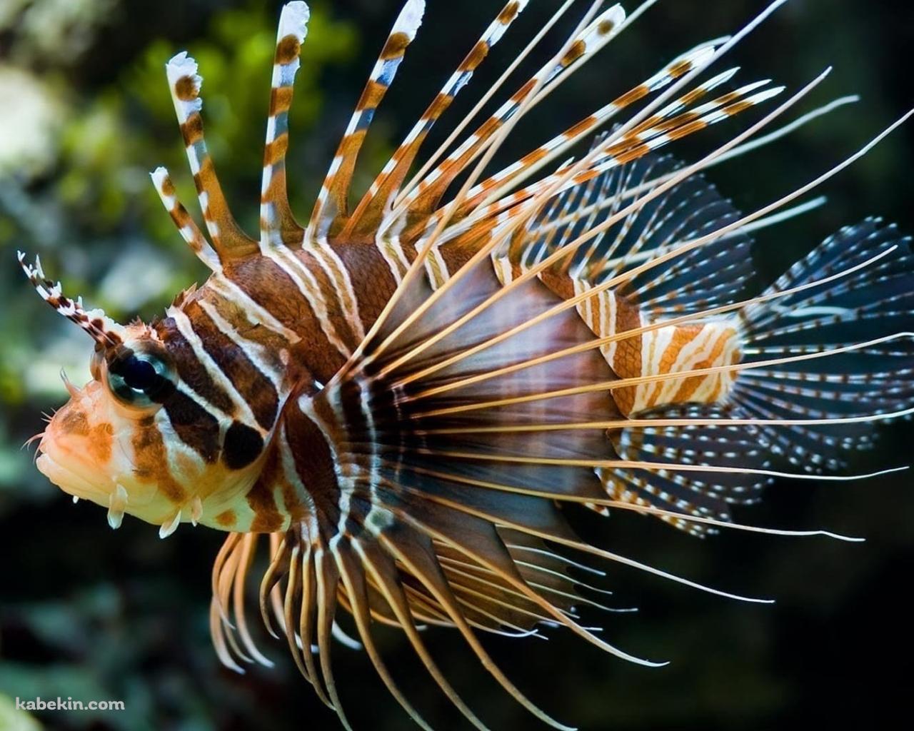 海中を泳ぐミノカサゴ / 熱帯魚 / 外来魚の壁紙(1280px x 1024px) 高画質 PC・デスクトップ用
