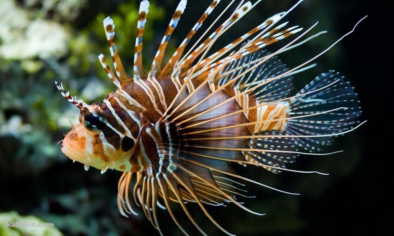 海中を泳ぐミノカサゴ / 熱帯魚 / 外来魚の壁紙(1280px x 768px) 高画質 PC・デスクトップ用