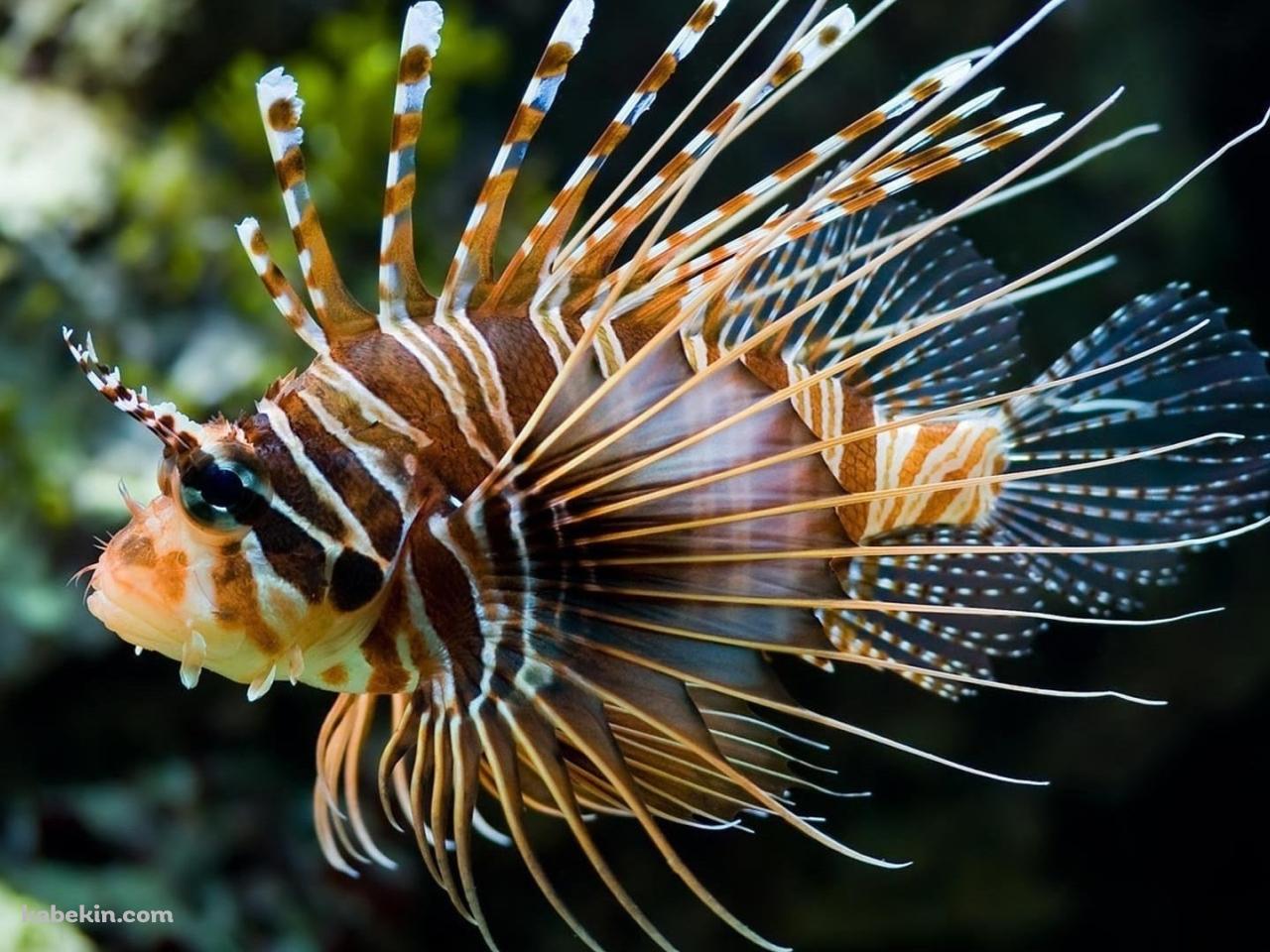 海中を泳ぐミノカサゴ / 熱帯魚 / 外来魚の壁紙(1280px x 960px) 高画質 PC・デスクトップ用