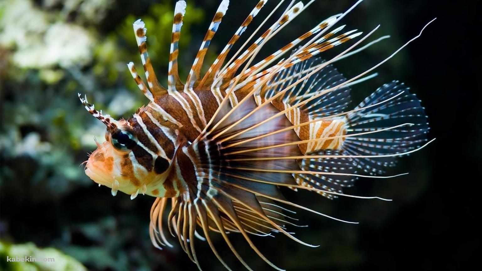 海中を泳ぐミノカサゴ / 熱帯魚 / 外来魚の壁紙(1536px x 864px) 高画質 PC・デスクトップ用