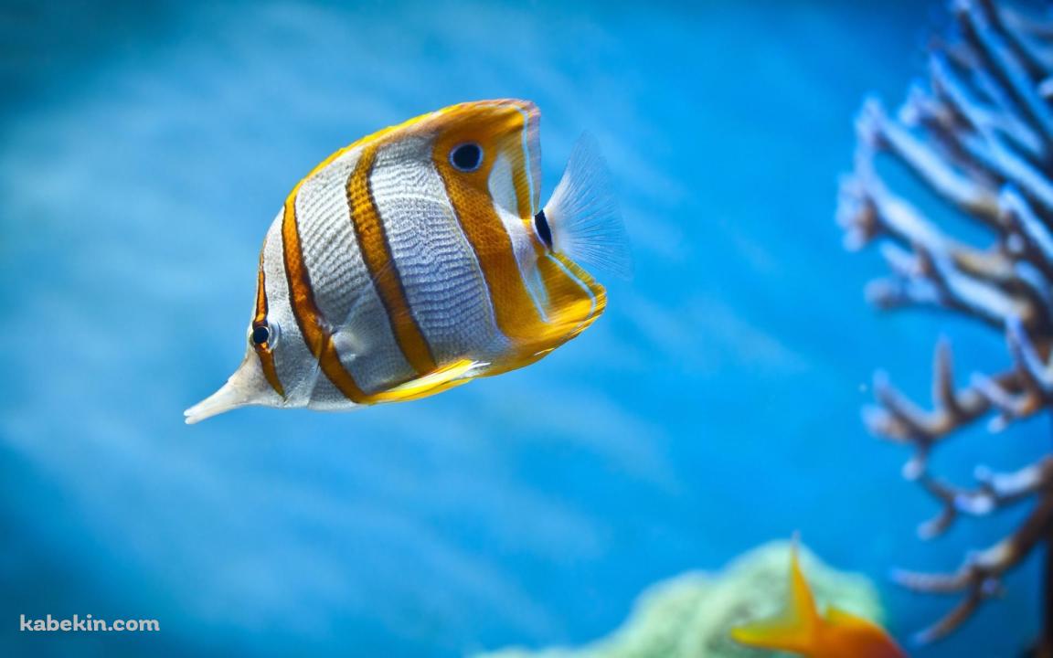 海中を泳ぐチョウチョウウオ / Butterflyfish / 熱帯魚の壁紙(1152px x 720px) 高画質 PC・デスクトップ用