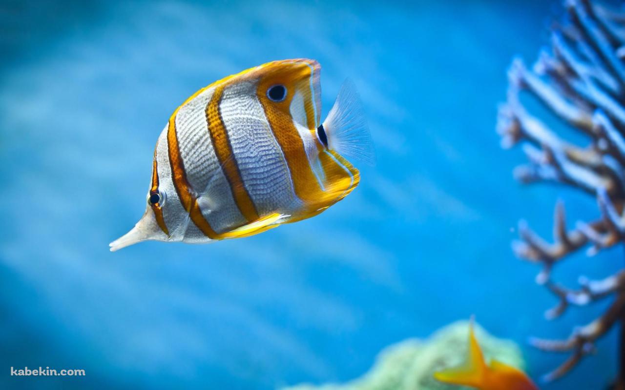 海中を泳ぐチョウチョウウオ / Butterflyfish / 熱帯魚の壁紙(1280px x 800px) 高画質 PC・デスクトップ用