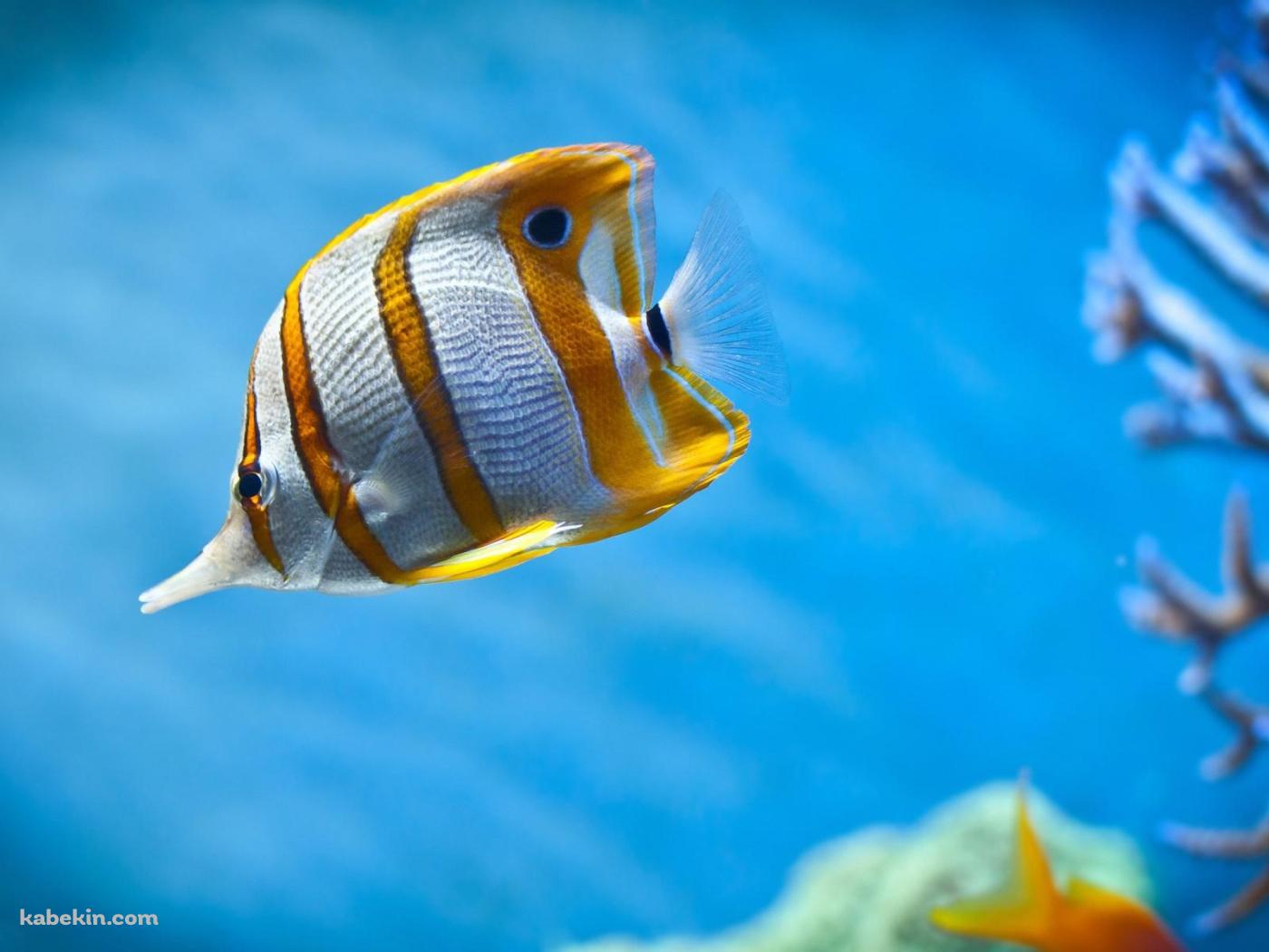 海中を泳ぐチョウチョウウオ / Butterflyfish / 熱帯魚の壁紙(1400px x 1050px) 高画質 PC・デスクトップ用