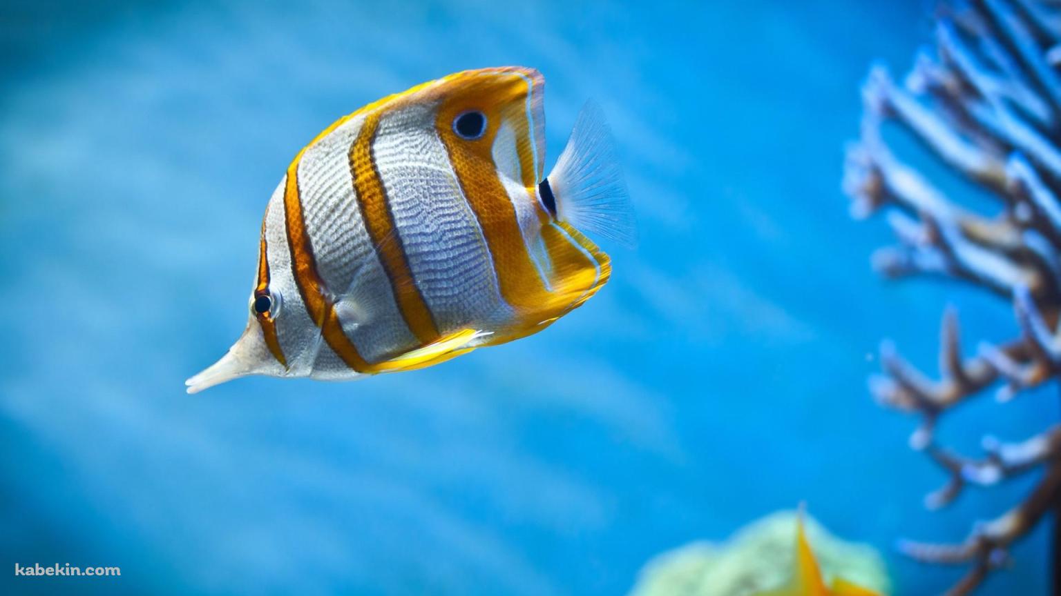 海中を泳ぐチョウチョウウオ / Butterflyfish / 熱帯魚の壁紙(1536px x 864px) 高画質 PC・デスクトップ用