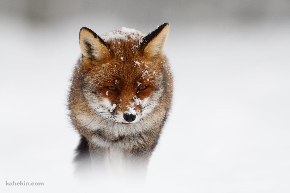 まばらに雪がついた狐の壁紙(1152px x 768px) 高画質 PC・デスクトップ用
