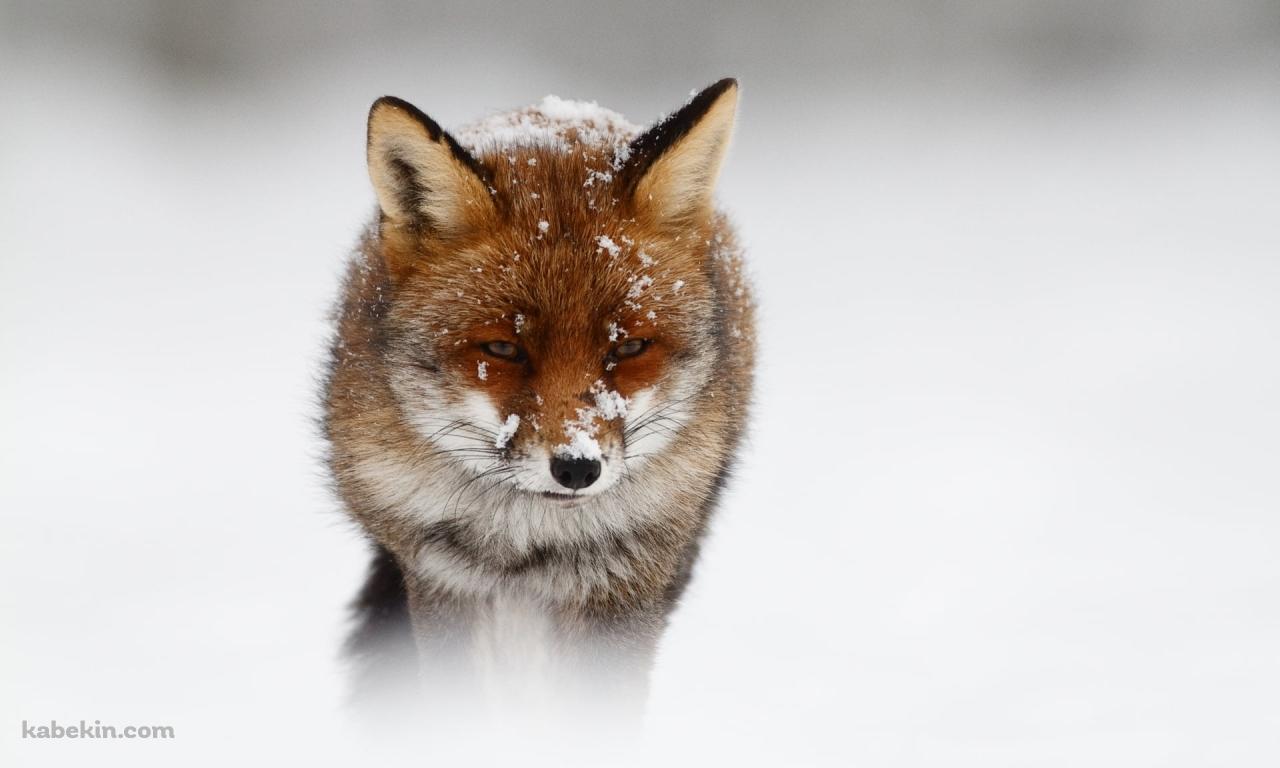 まばらに雪がついた狐の壁紙(1280px x 768px) 高画質 PC・デスクトップ用