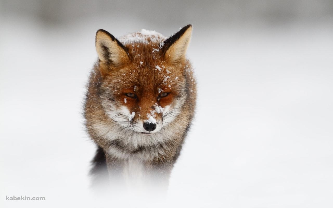 まばらに雪がついた狐の壁紙(1280px x 800px) 高画質 PC・デスクトップ用
