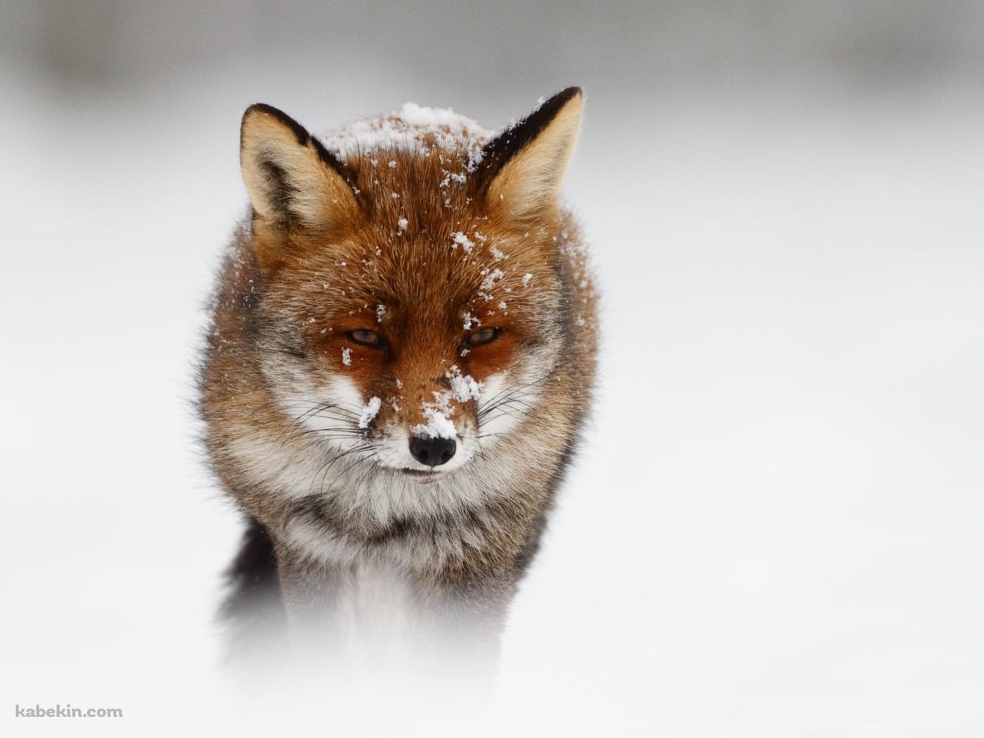 まばらに雪がついた狐の壁紙(1400px x 1050px) 高画質 PC・デスクトップ用