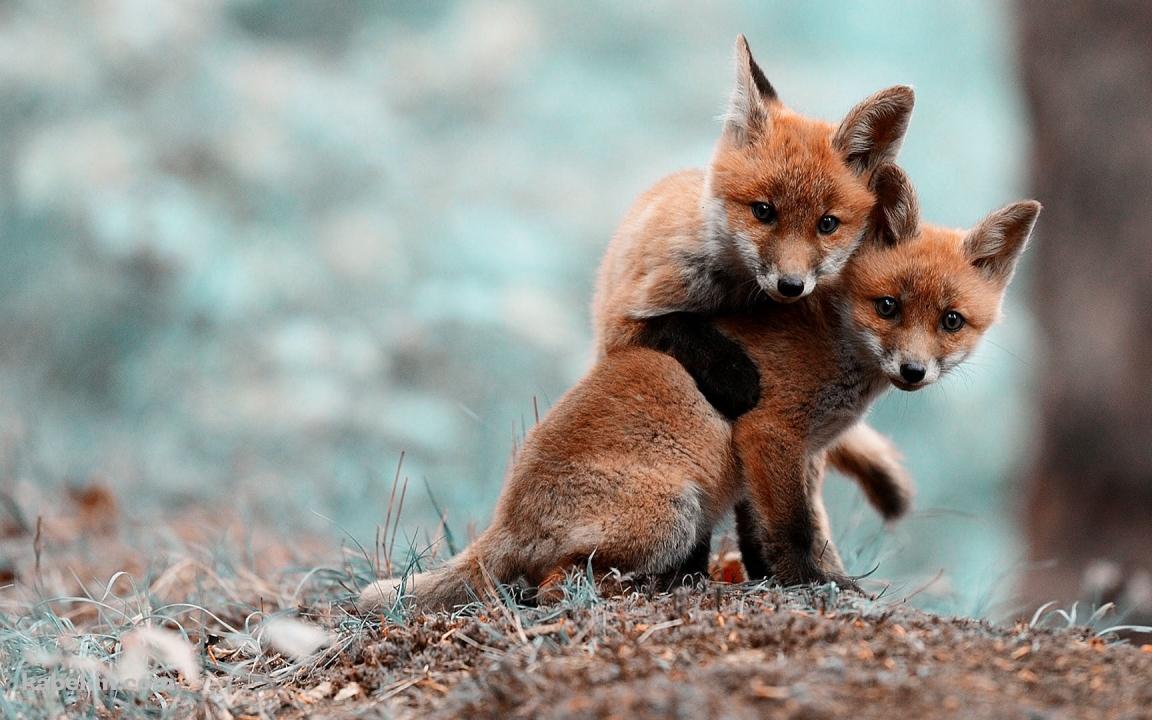じゃれあう二匹の子狐の壁紙(1152px x 720px) 高画質 PC・デスクトップ用