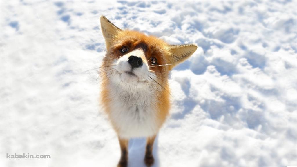 雪の上でこちらを見上げる狐の壁紙(1024px x 576px) 高画質 PC・デスクトップ用