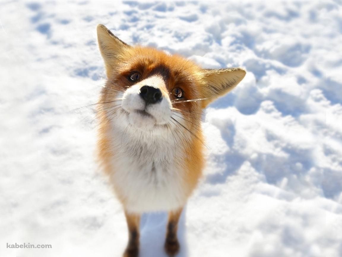 雪の上でこちらを見上げる狐の壁紙(1152px x 864px) 高画質 PC・デスクトップ用