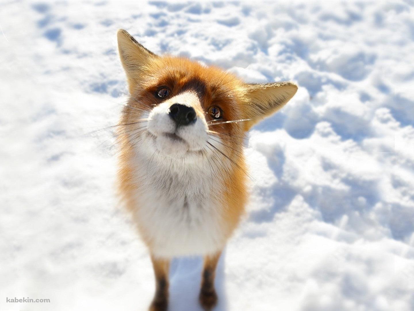 雪の上でこちらを見上げる狐の壁紙(1440px x 1080px) 高画質 PC・デスクトップ用