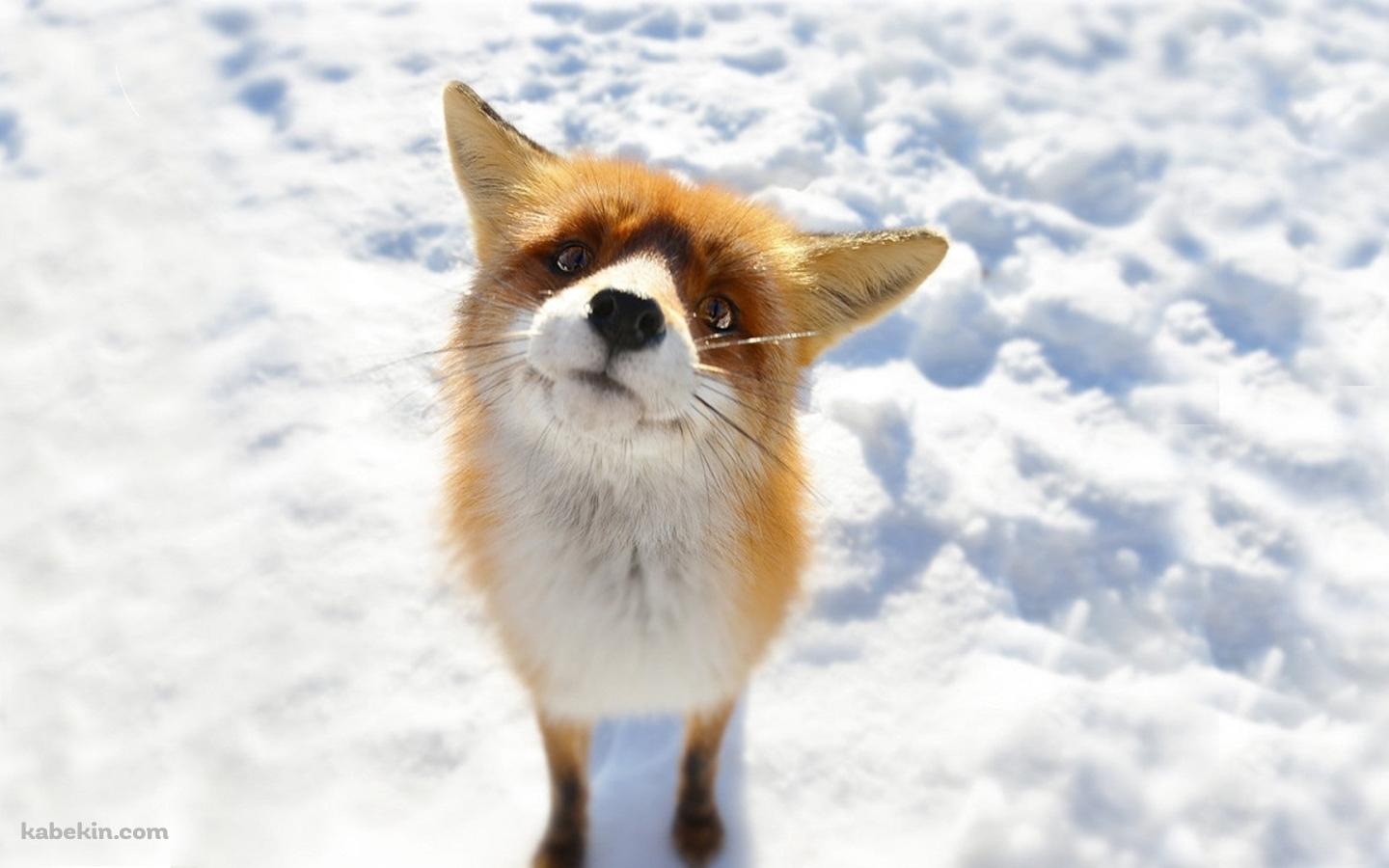 雪の上でこちらを見上げる狐の壁紙(1440px x 900px) 高画質 PC・デスクトップ用