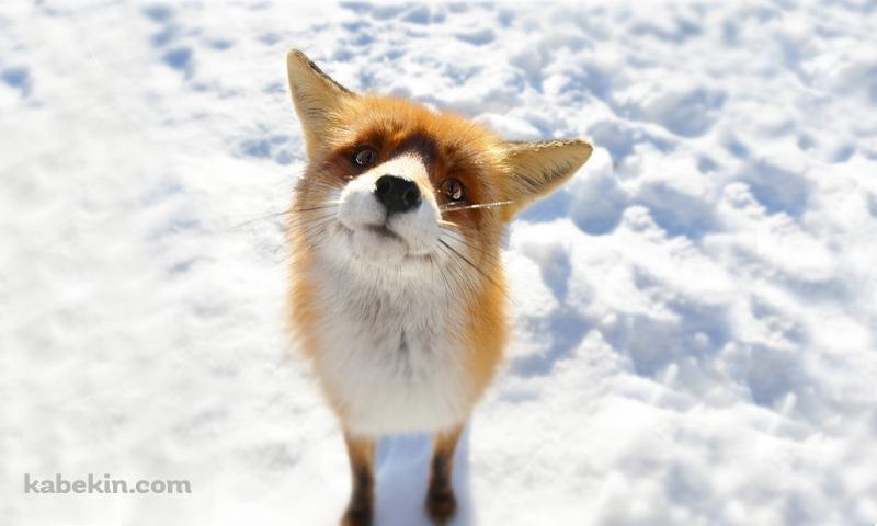 雪の上でこちらを見上げる狐の壁紙(800px x 480px) 高画質 PC・デスクトップ用