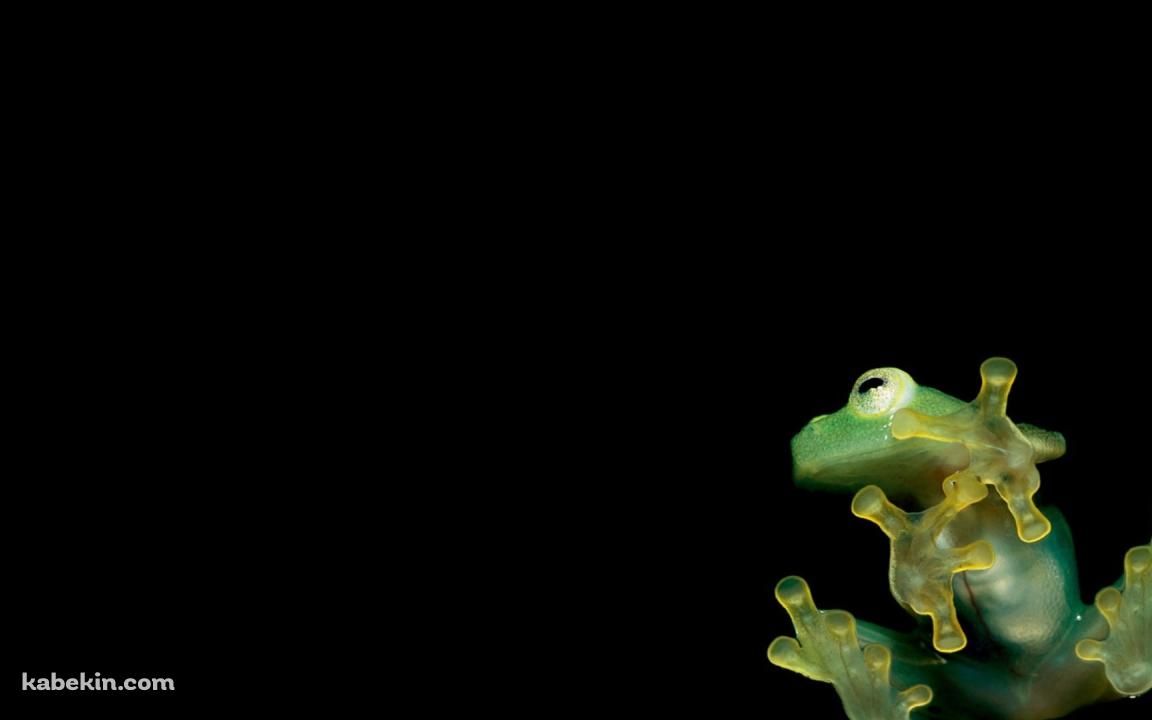 ガラスにはりつく緑の蛙の壁紙(1152px x 720px) 高画質 PC・デスクトップ用