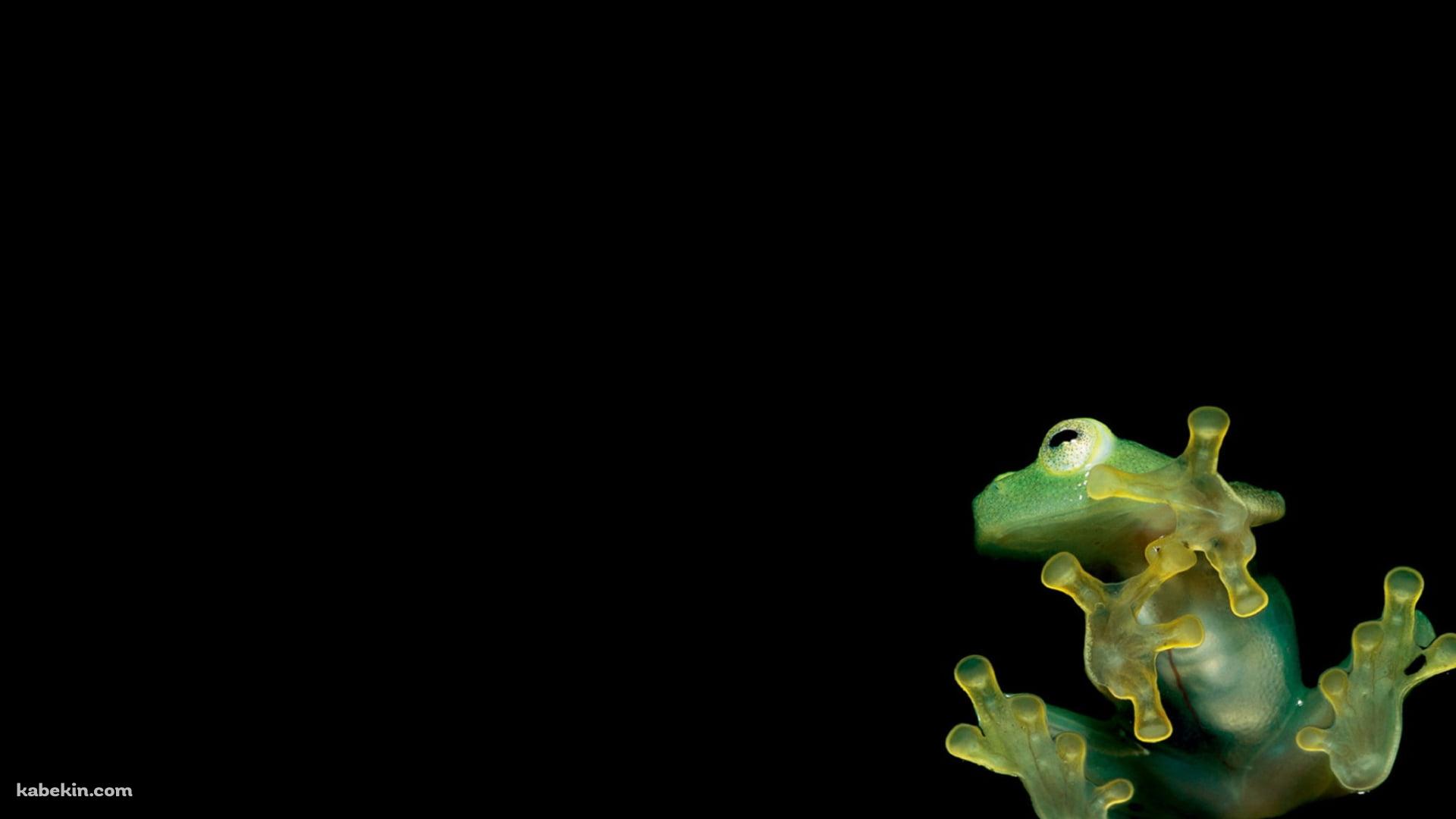 ガラスにはりつく緑の蛙の壁紙(1920px x 1080px) 高画質 PC・デスクトップ用