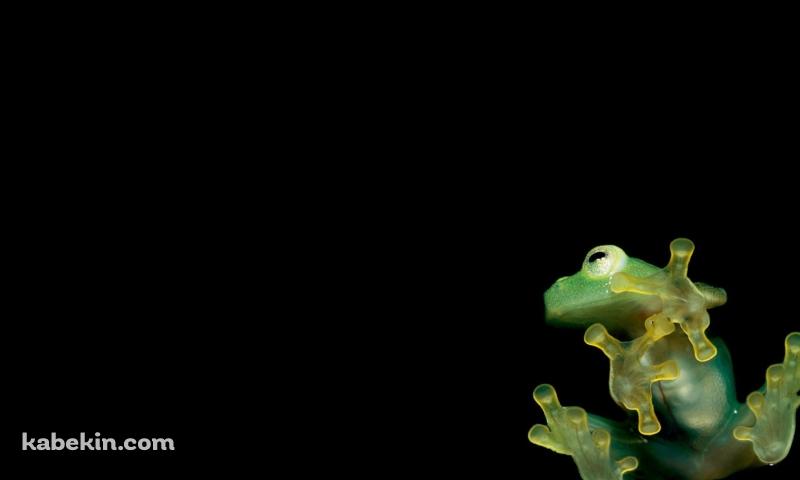 ガラスにはりつく緑の蛙の壁紙(800px x 480px) 高画質 PC・デスクトップ用