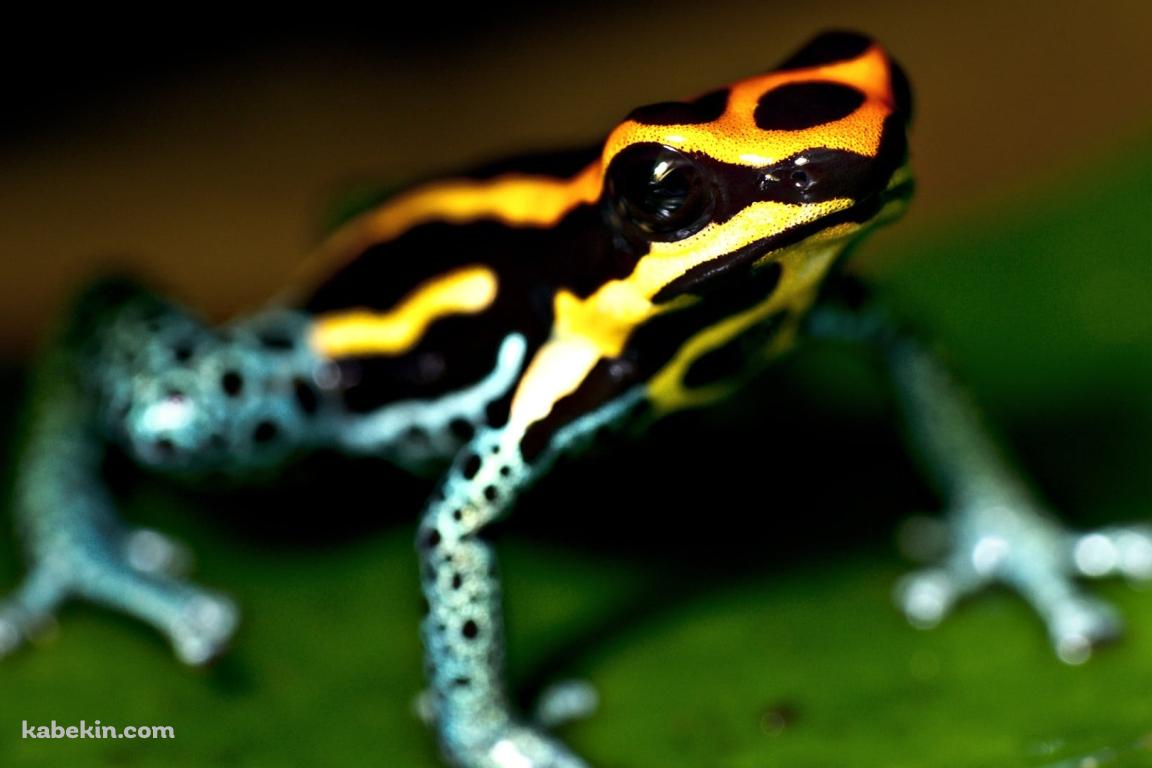 キオビヤドクガエルの壁紙(1152px x 768px) 高画質 PC・デスクトップ用