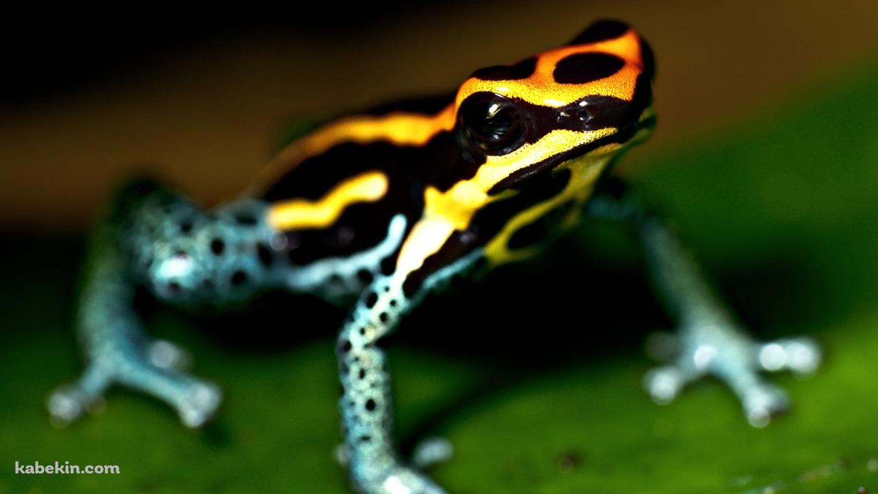 キオビヤドクガエルの壁紙(1280px x 720px) 高画質 PC・デスクトップ用
