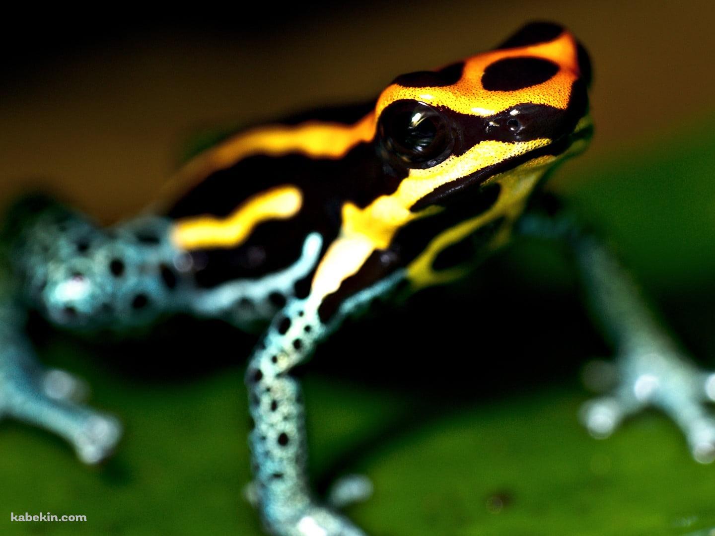 キオビヤドクガエルの壁紙(1440px x 1080px) 高画質 PC・デスクトップ用