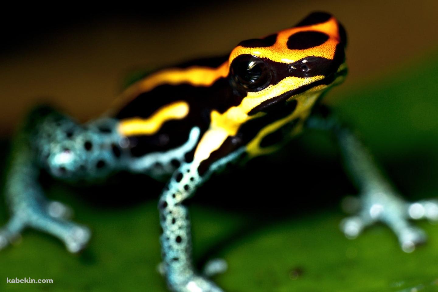 キオビヤドクガエルの壁紙(1440px x 960px) 高画質 PC・デスクトップ用