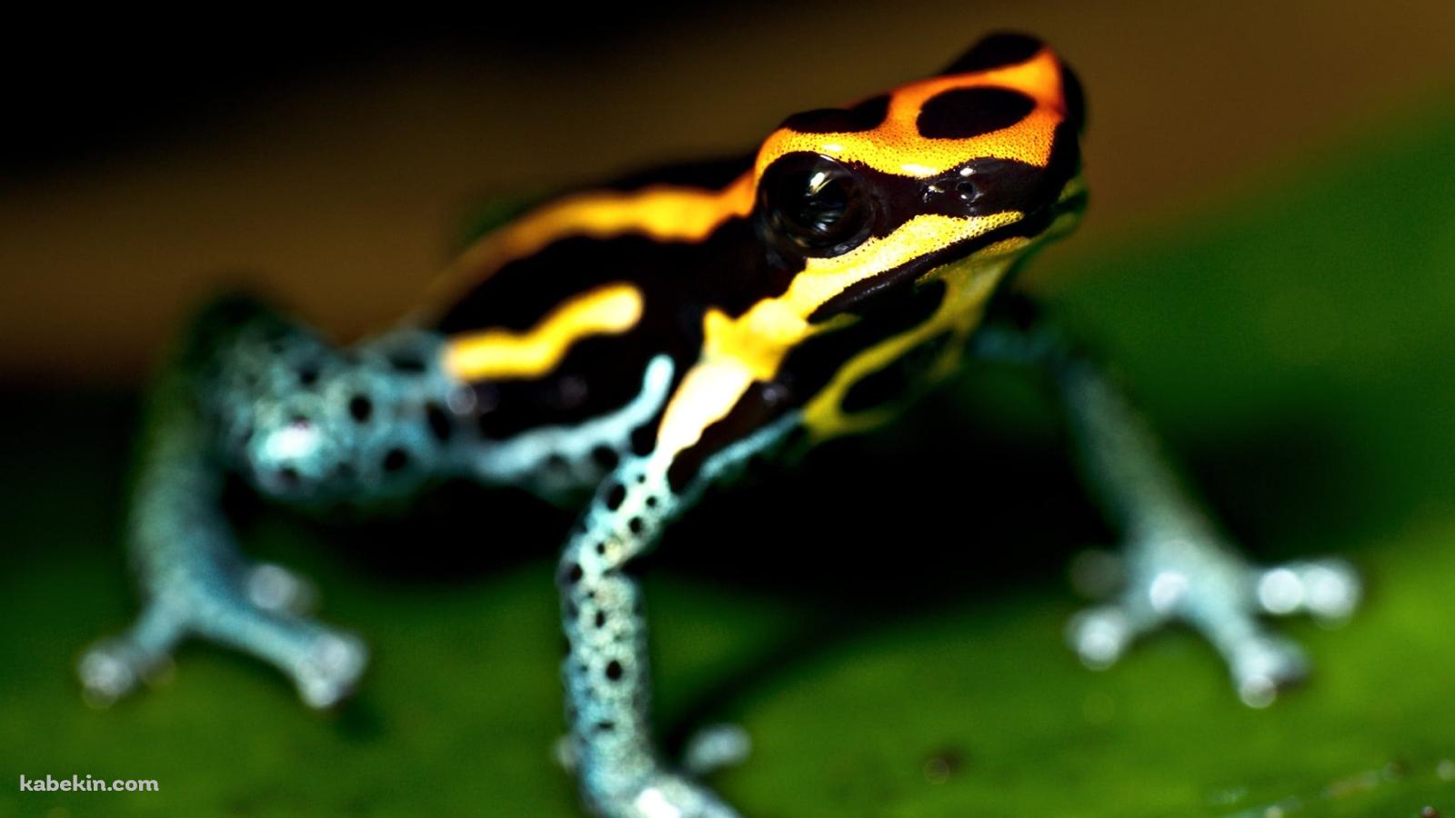 キオビヤドクガエルの壁紙(1600px x 900px) 高画質 PC・デスクトップ用
