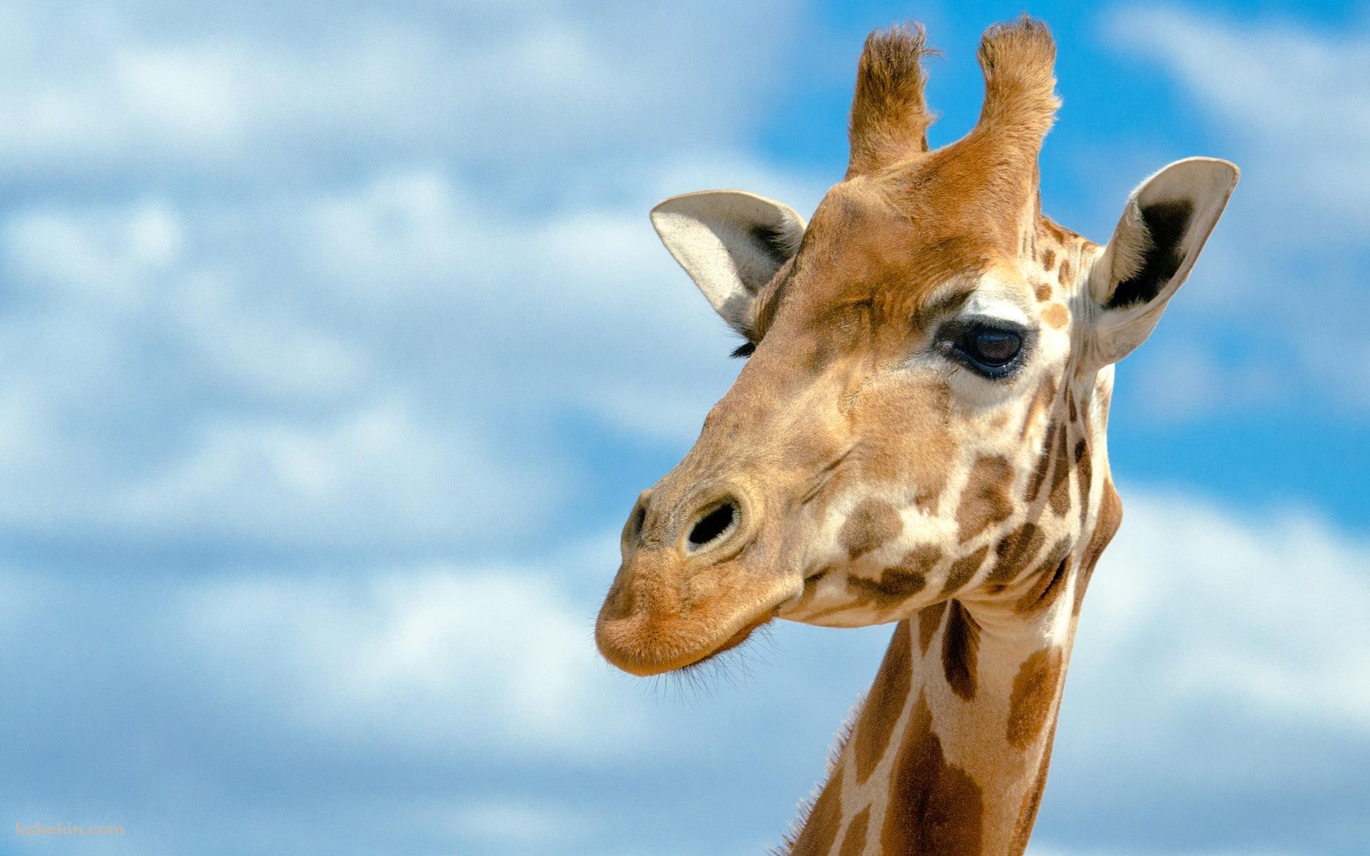 キリンの顔のどアップの壁紙(1920px x 1200px) 高画質 PC・デスクトップ用