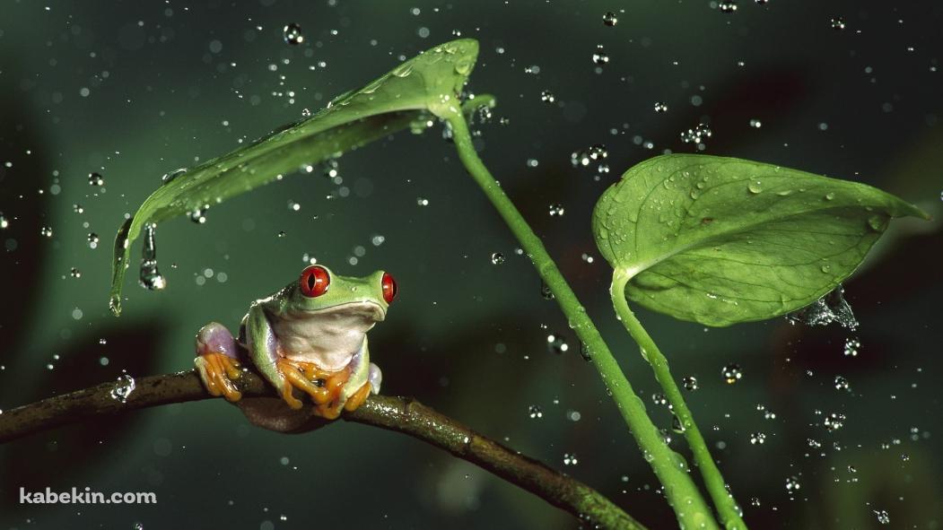 赤い瞳の蛙 / 雨粒 / 緑の草の壁紙(1051px x 591px) 高画質 PC・デスクトップ用