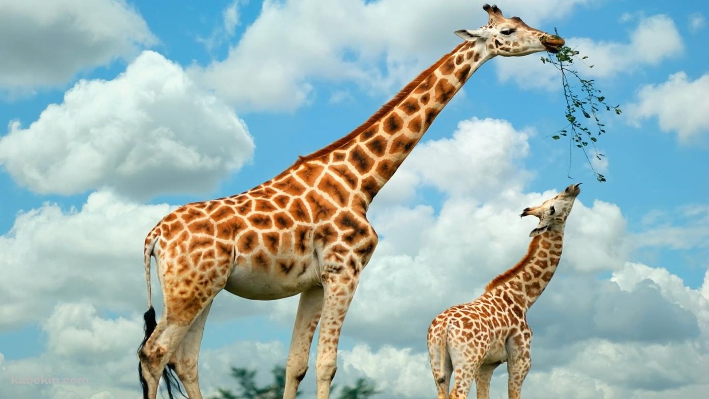 親のキリンが咥えた草を食べる子供のキリンの壁紙(1391px x 783px) 高画質 PC・デスクトップ用
