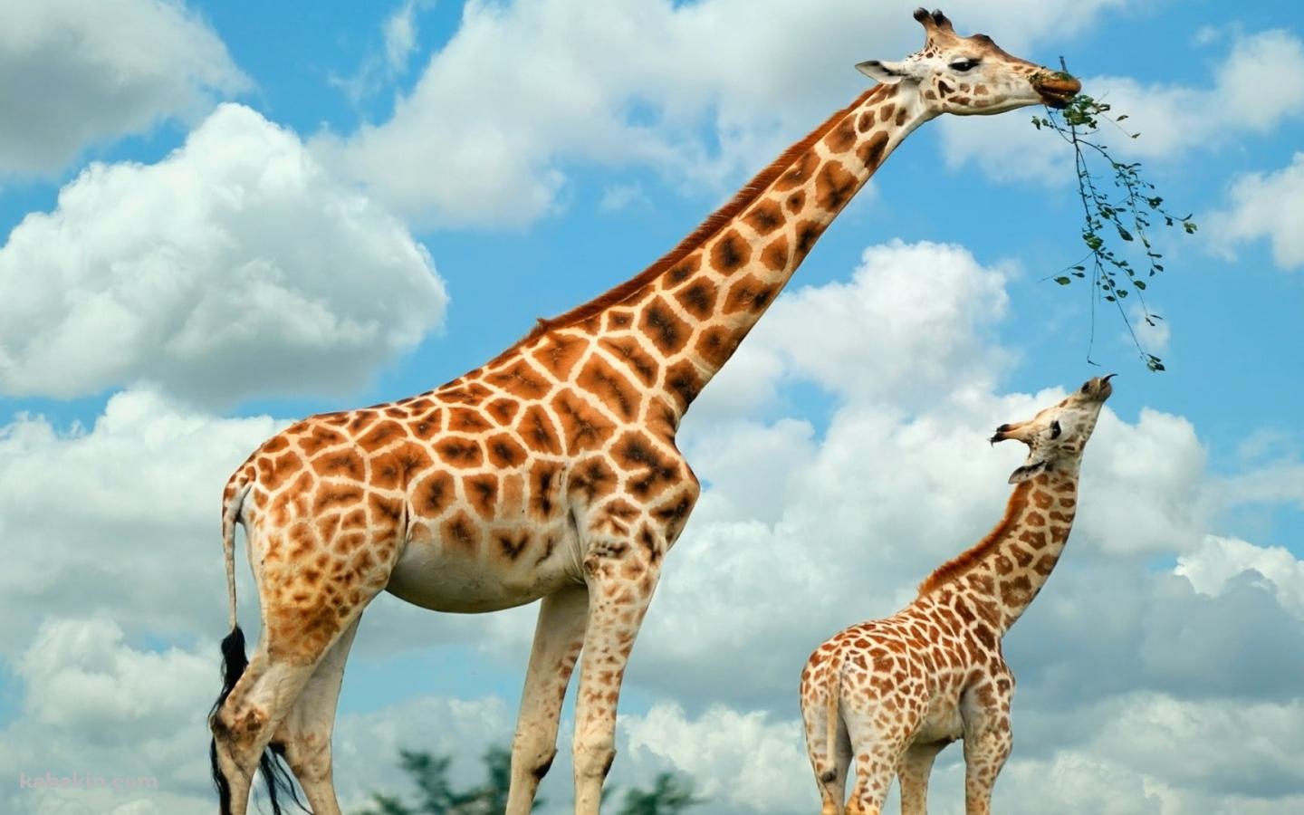 親のキリンが咥えた草を食べる子供のキリンの壁紙(1440px x 900px) 高画質 PC・デスクトップ用