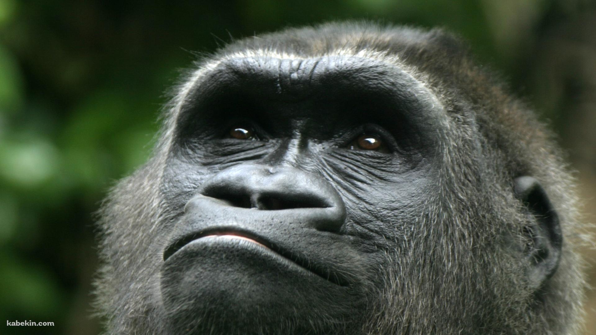 上を見上げるゴリラの壁紙(1920px x 1080px) 高画質 PC・デスクトップ用