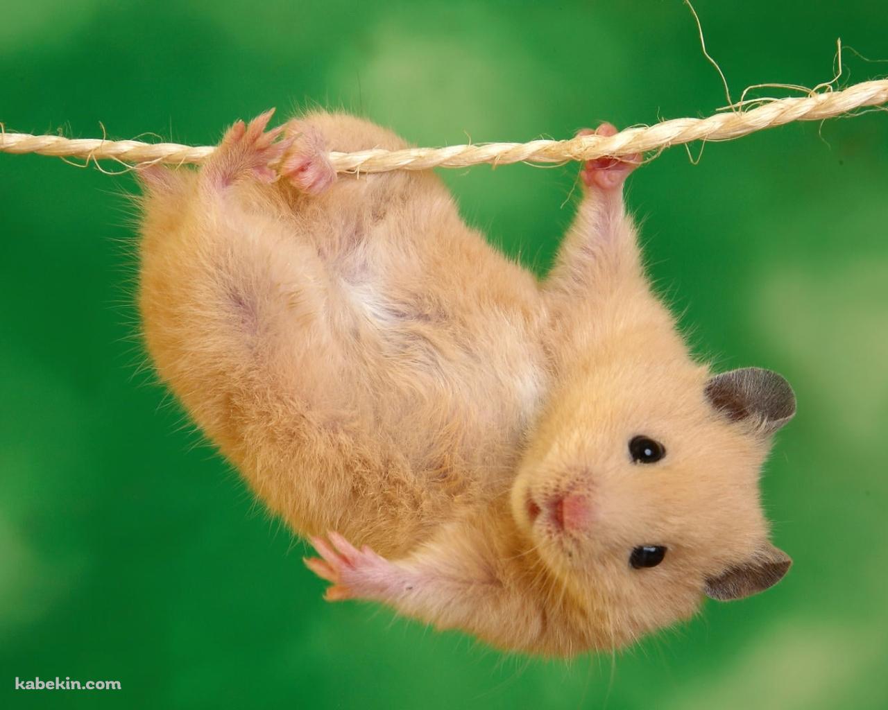 紐にぶら下がる可愛いハムスターの壁紙(1280px x 1024px) 高画質 PC・デスクトップ用