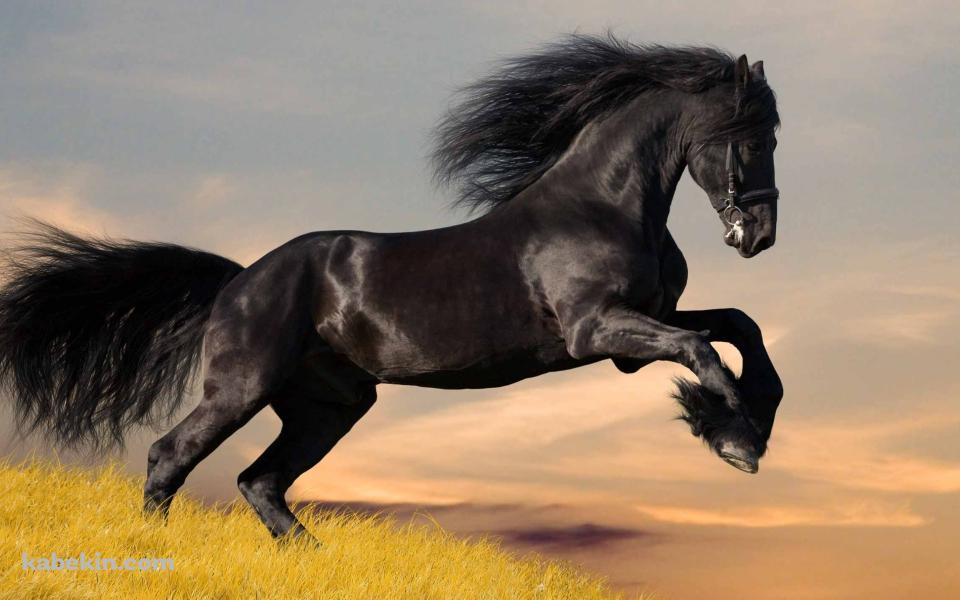 ジャンプするかっこいい黒い馬の壁紙(960px x 600px) 高画質 PC・デスクトップ用