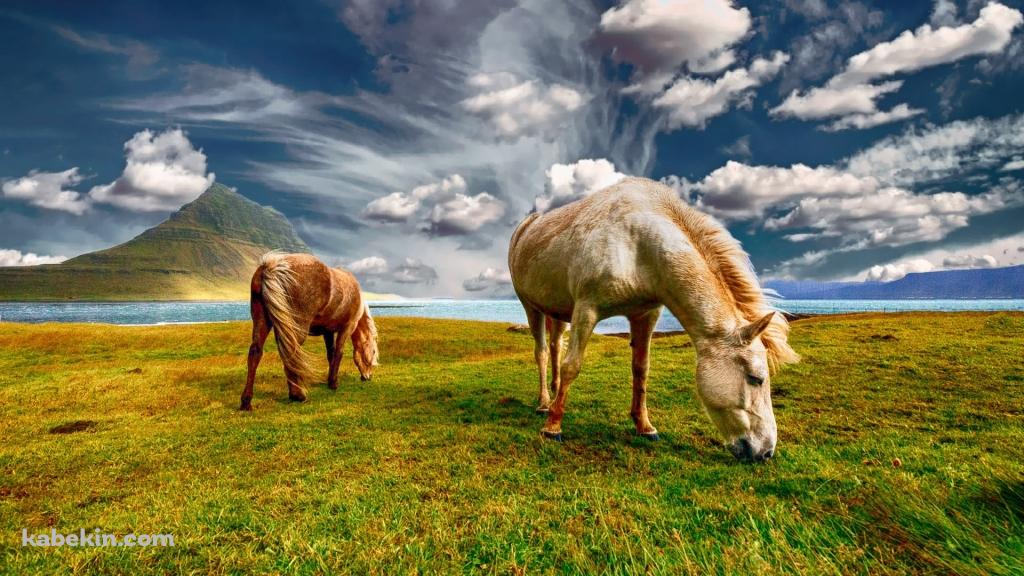 牧草を食べる野生の馬 / 絶景の壁紙(1024px x 576px) 高画質 PC・デスクトップ用