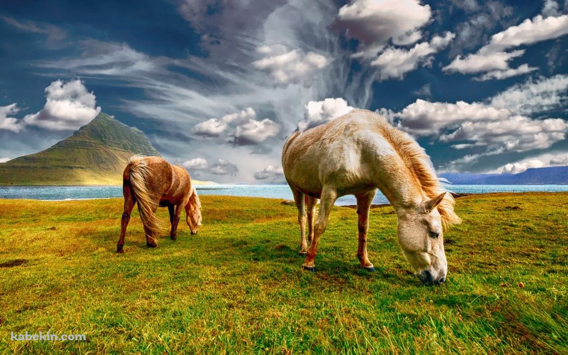 牧草を食べる野生の馬 / 絶景の壁紙(1152px x 720px) 高画質 PC・デスクトップ用