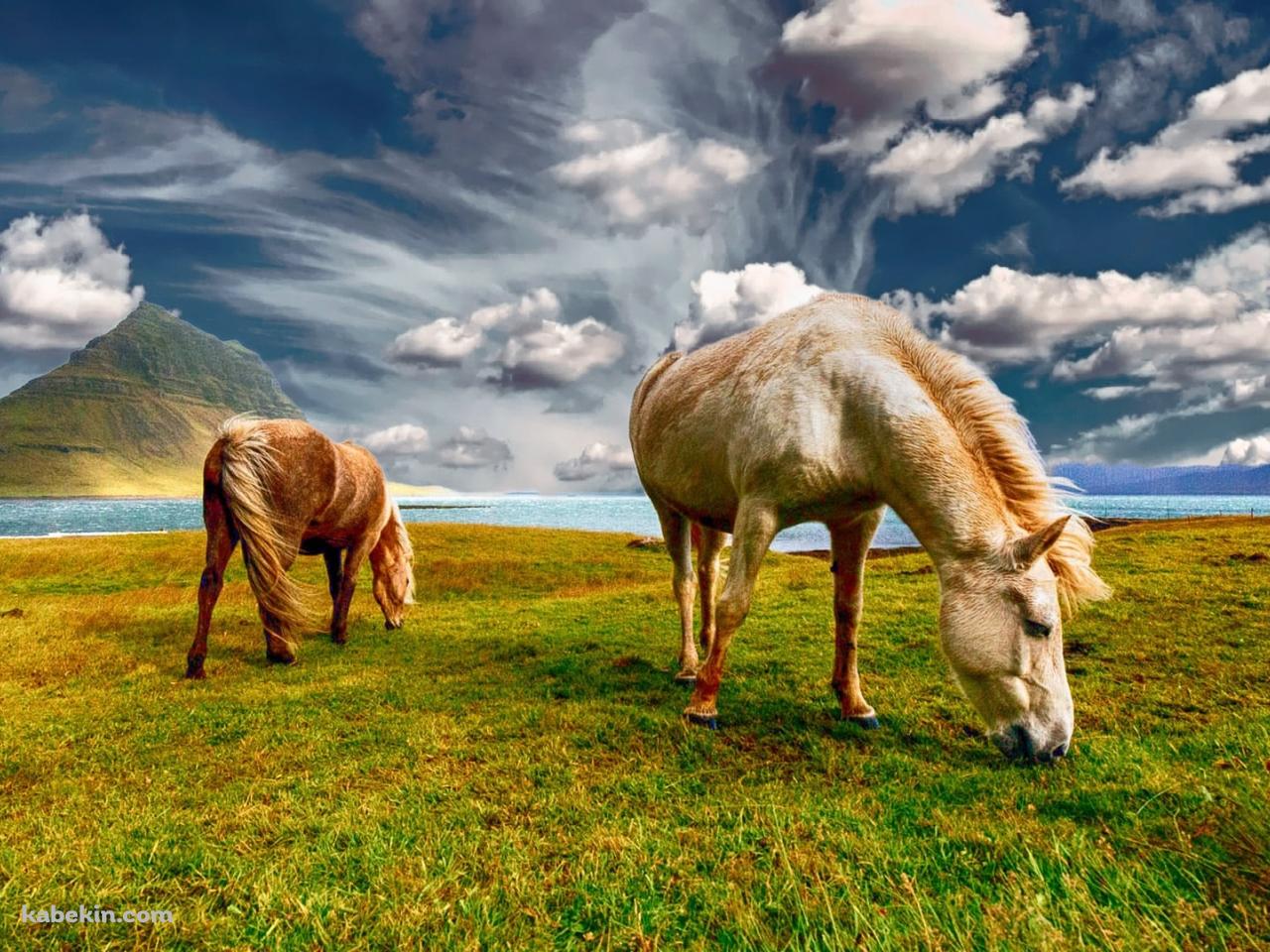 牧草を食べる野生の馬 / 絶景の壁紙(1280px x 960px) 高画質 PC・デスクトップ用