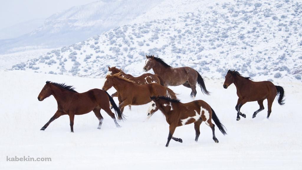 雪原を走る野生の馬の壁紙(1024px x 576px) 高画質 PC・デスクトップ用