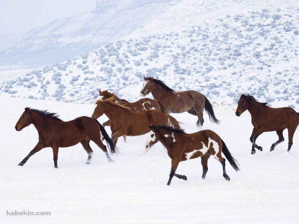 雪原を走る野生の馬の壁紙(1024px x 768px) 高画質 PC・デスクトップ用