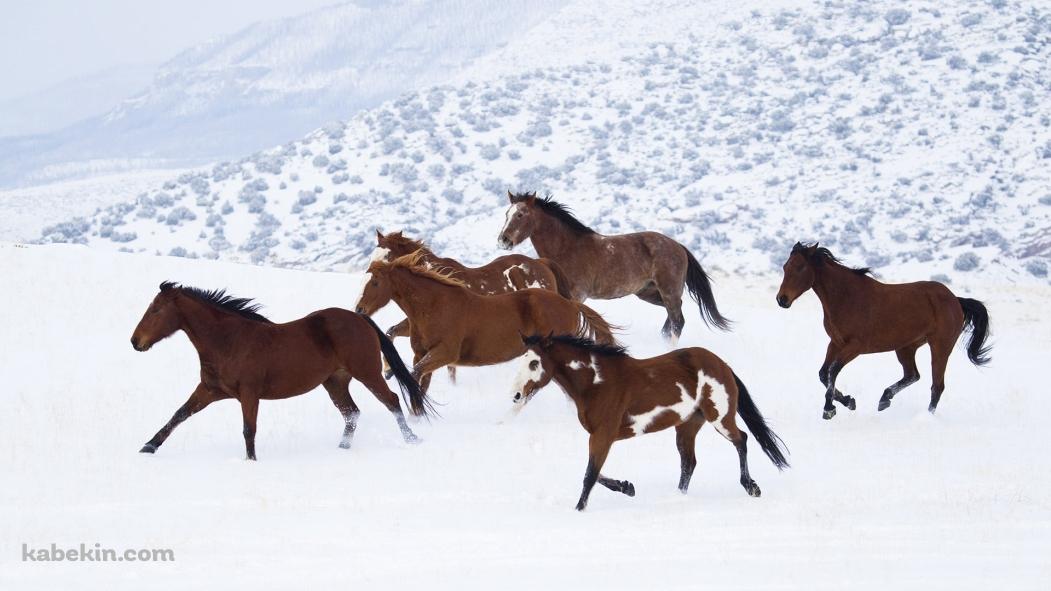 雪原を走る野生の馬の壁紙(1051px x 591px) 高画質 PC・デスクトップ用