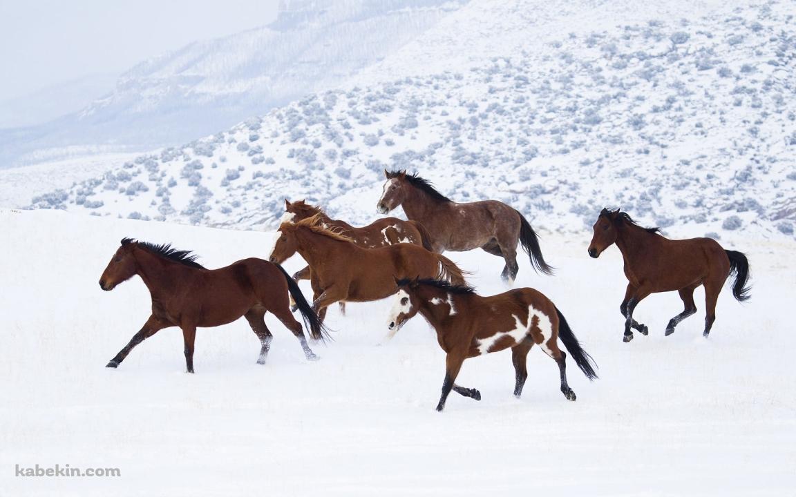 雪原を走る野生の馬の壁紙(1152px x 720px) 高画質 PC・デスクトップ用
